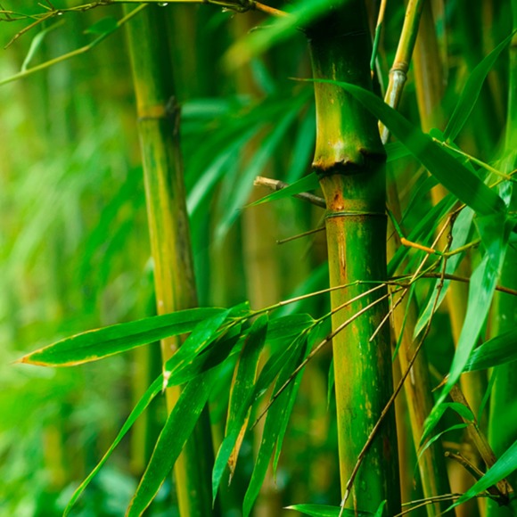 bamboo9